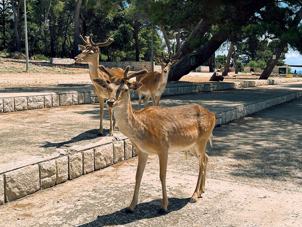 Korčula & Pelješac Peninsula — photo 4